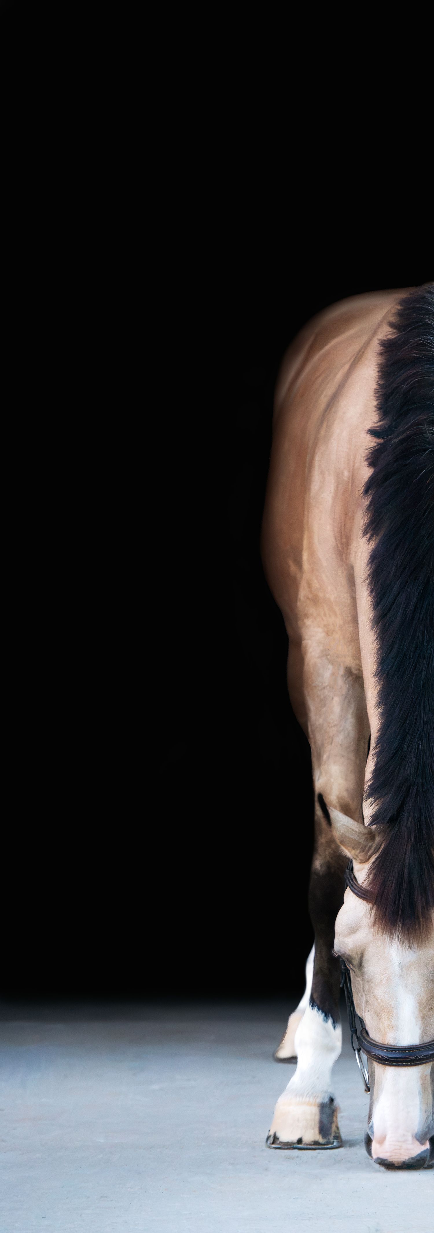 Buckskin horse with a black mane and white facial markings stands with its head lowered, wearing a bridle against a dark studio background.
