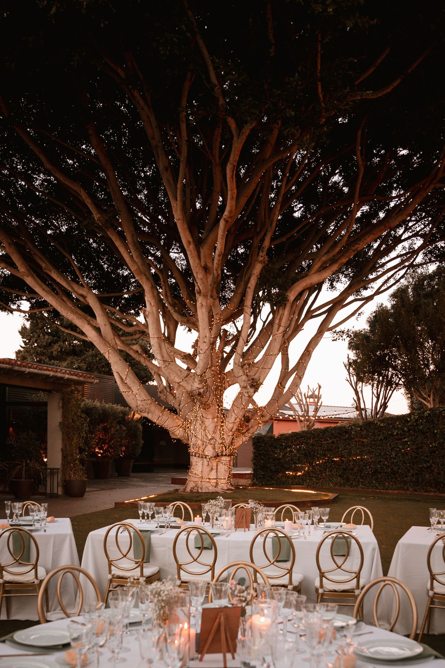 Outdoor wedding reception setup under a majestic tree decorated with string lights.