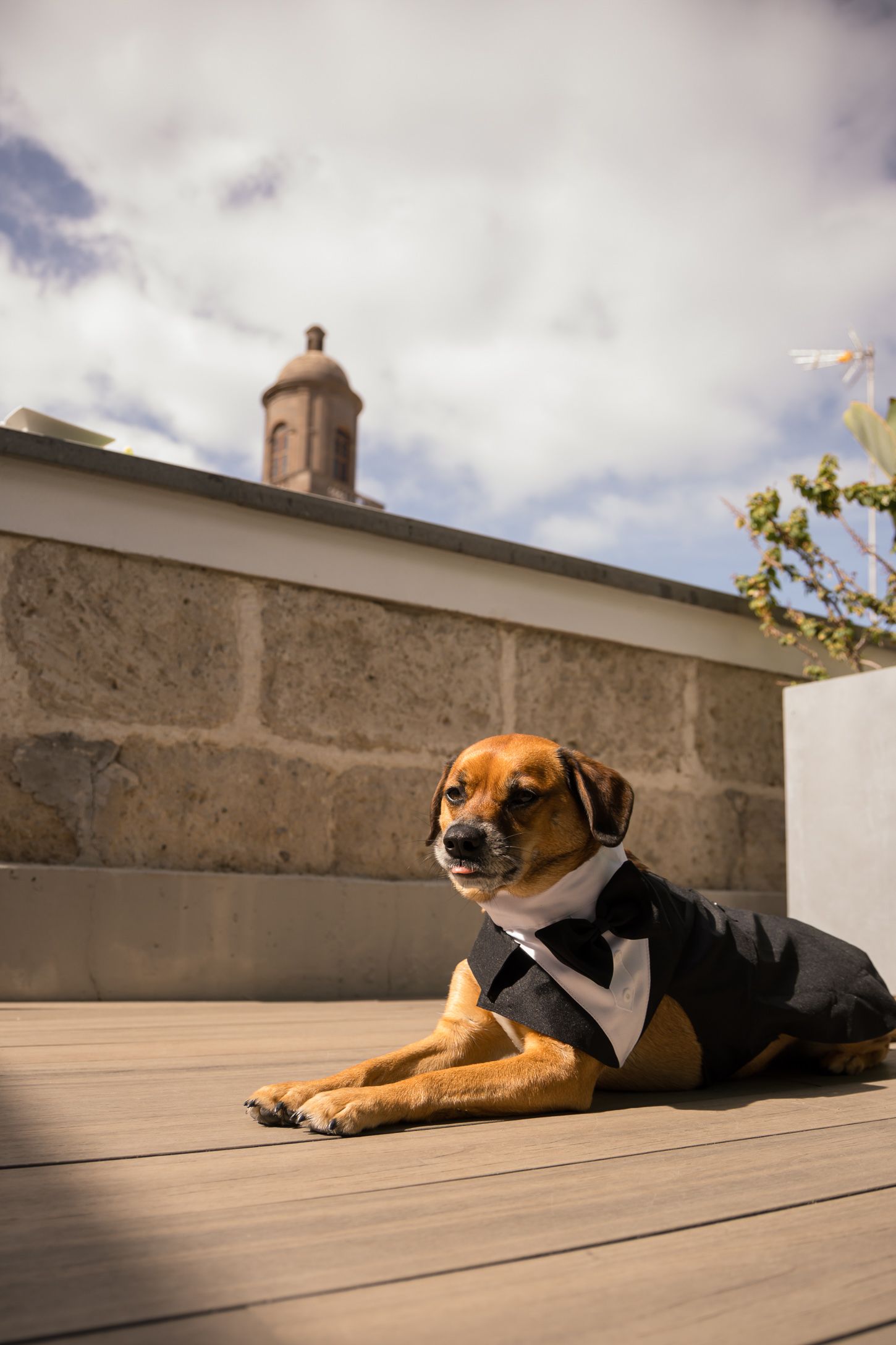 A brown dog wearing a formal tuxedo collar lies regally on a wooden deck.