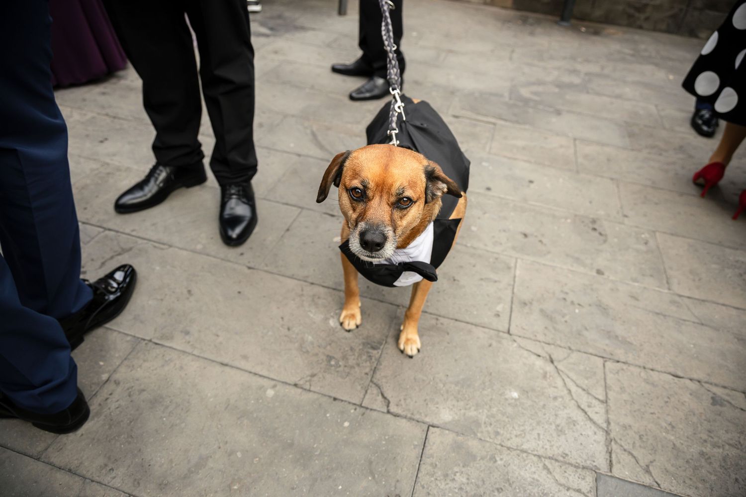 Beagle dog attending wedding festivities among guests' feet on stone pavement.