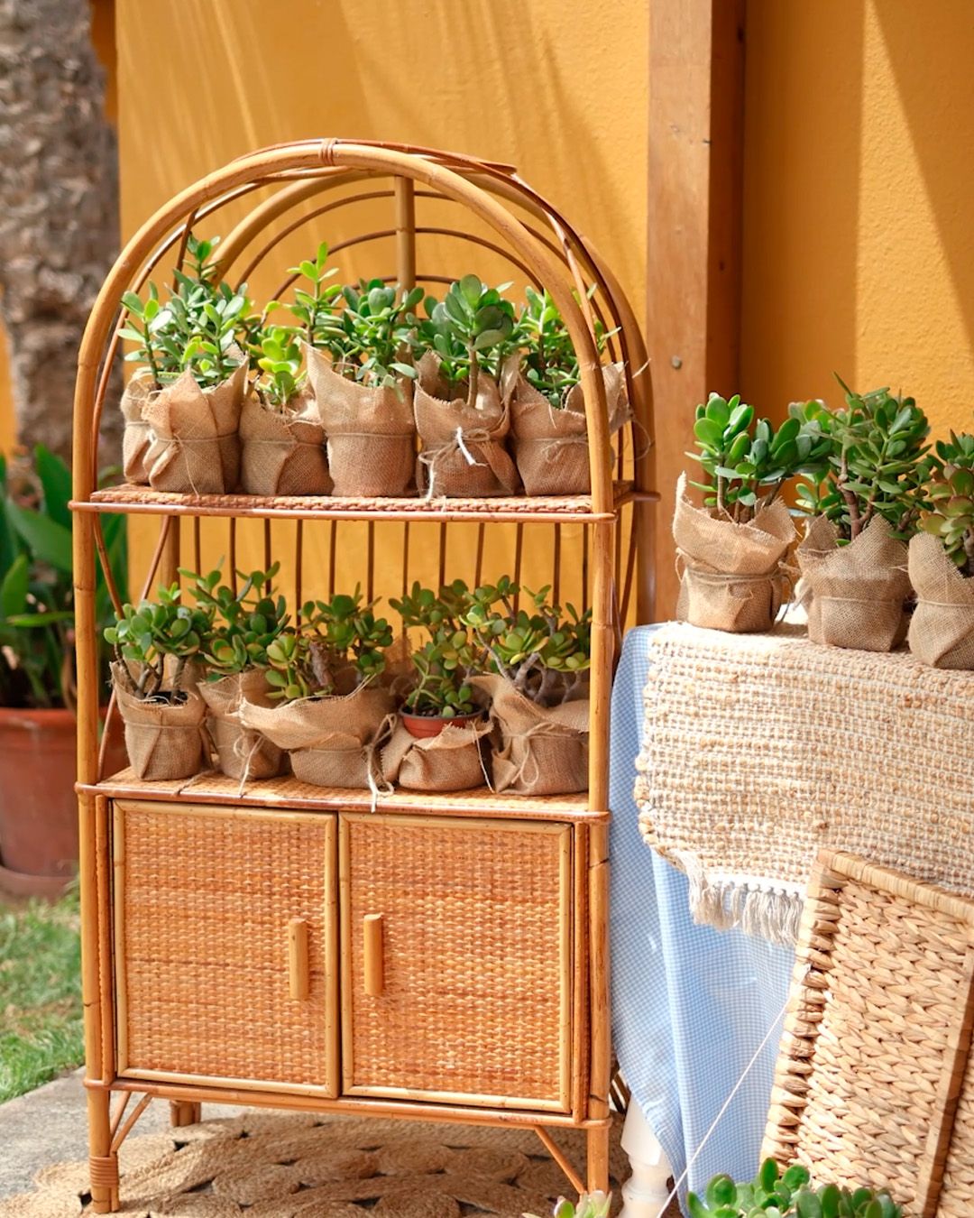 Small potted plants in burlap wrapping displayed on a rattan shelf unit with wicker cabinet doors against yellow wall.