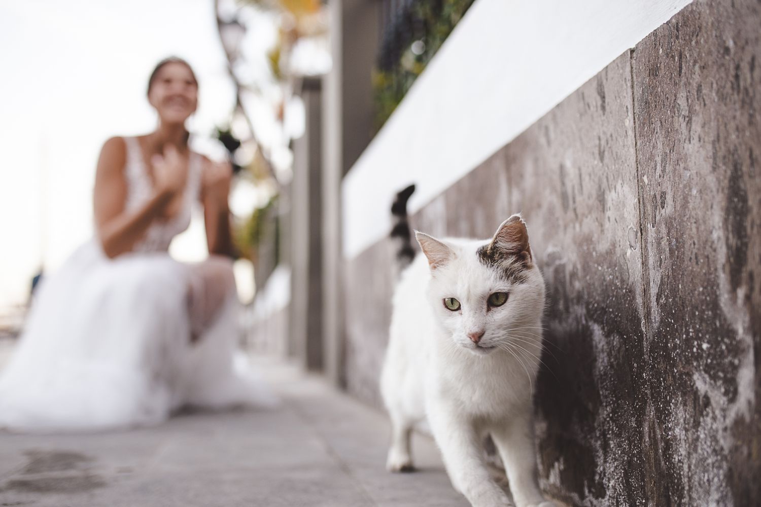 White cat sits gracefully in a bright interior space with sunlit walls and wooden accents.