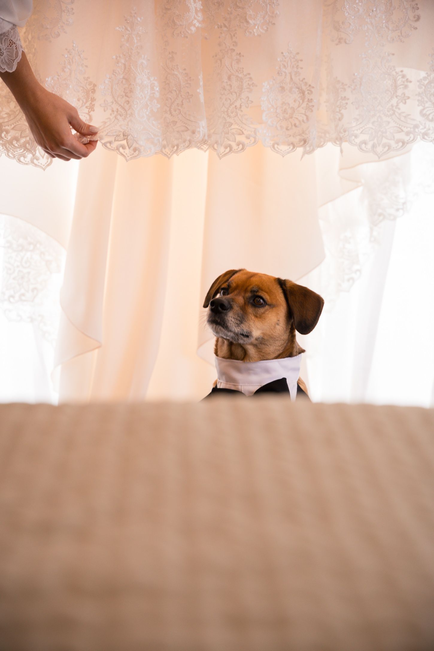 A curious dog peeks over the edge of a bed with soft pink lighting.