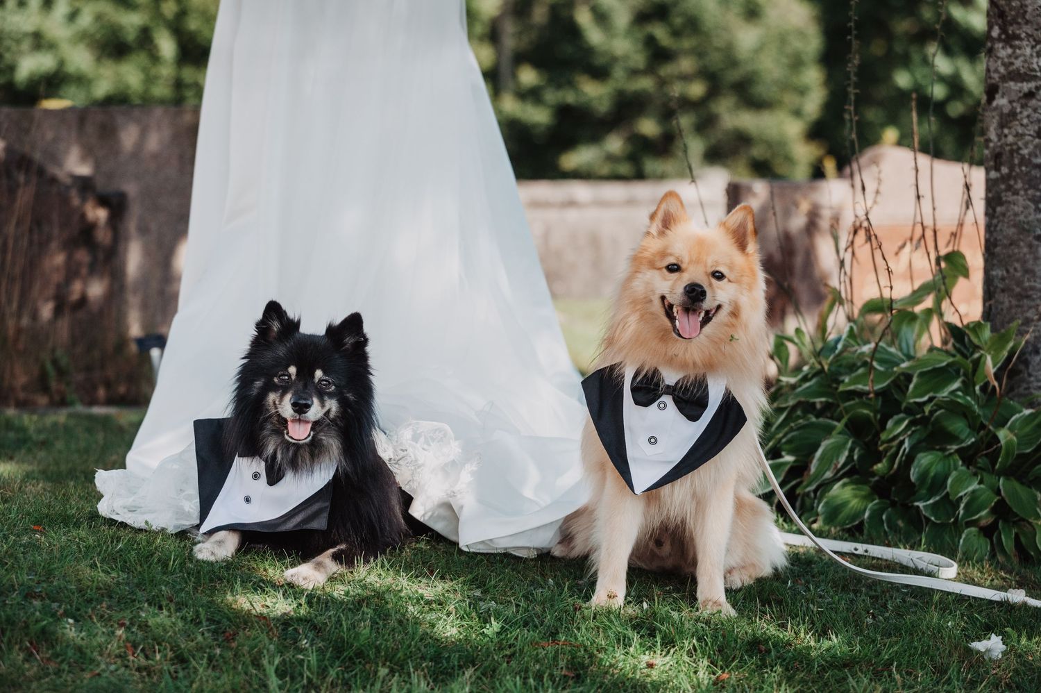 Two Pomeranian dogs in tuxedo outfits sitting on grass beside bride wedding dress outdoors.