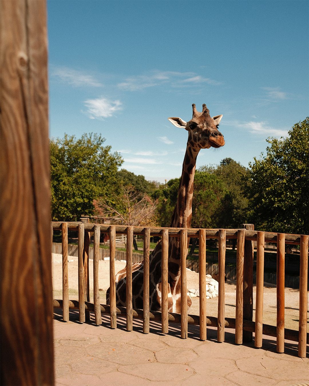 Wooden fence posts with curious giraffes peeking over them against a blue sky.