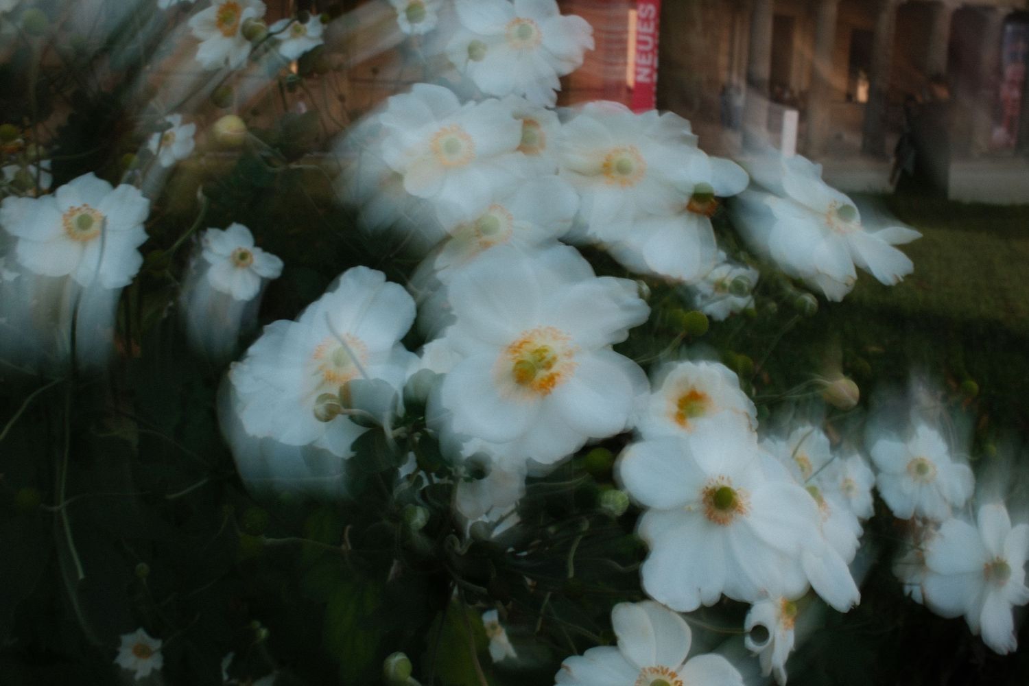 Close-up of white daisies with yellow centers in soft focus garden setting.