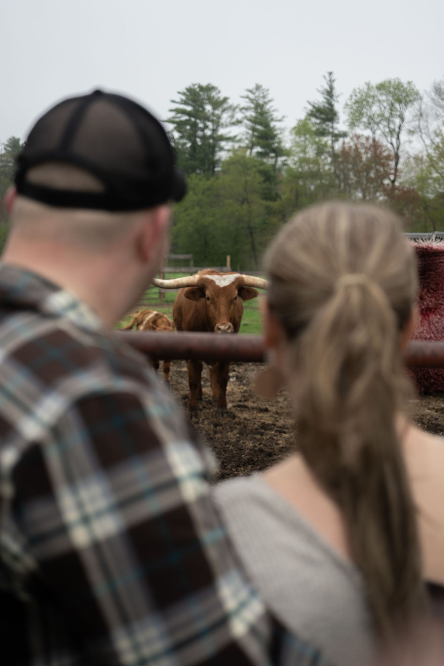 A couple watches a longhorn cattle at a farm fence outdoors.