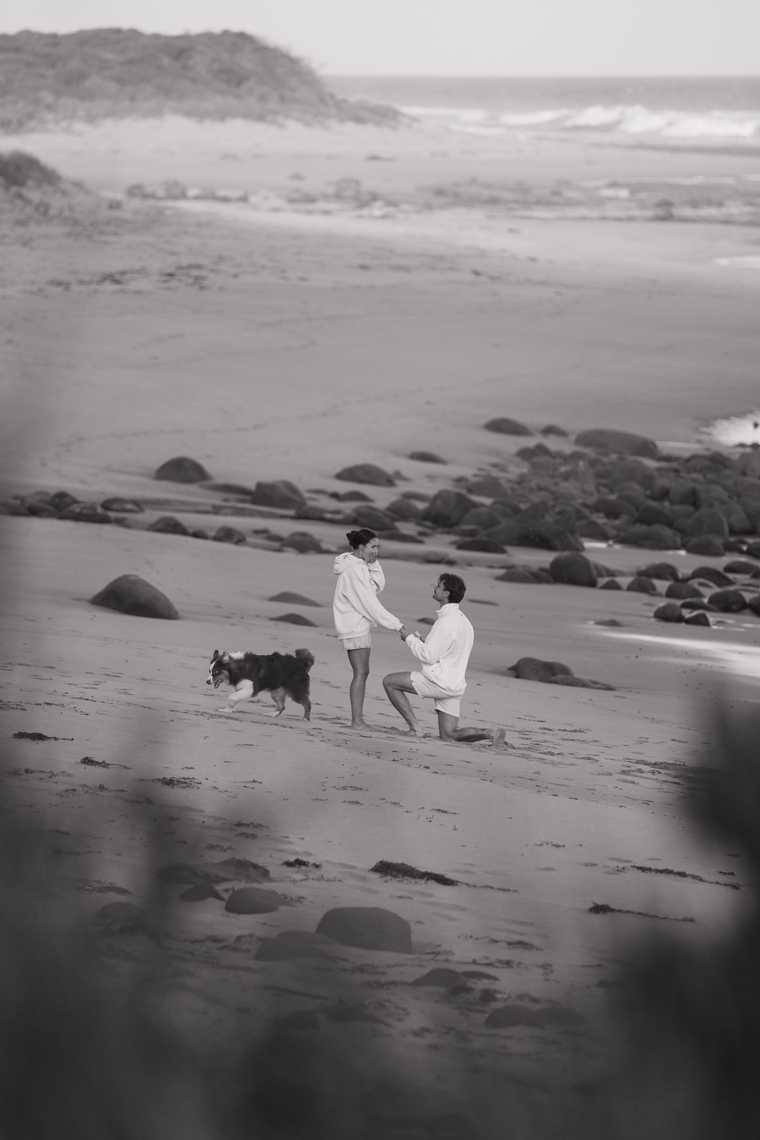 Dogs running alongside couple during great ocean road beach proposal at sunset.