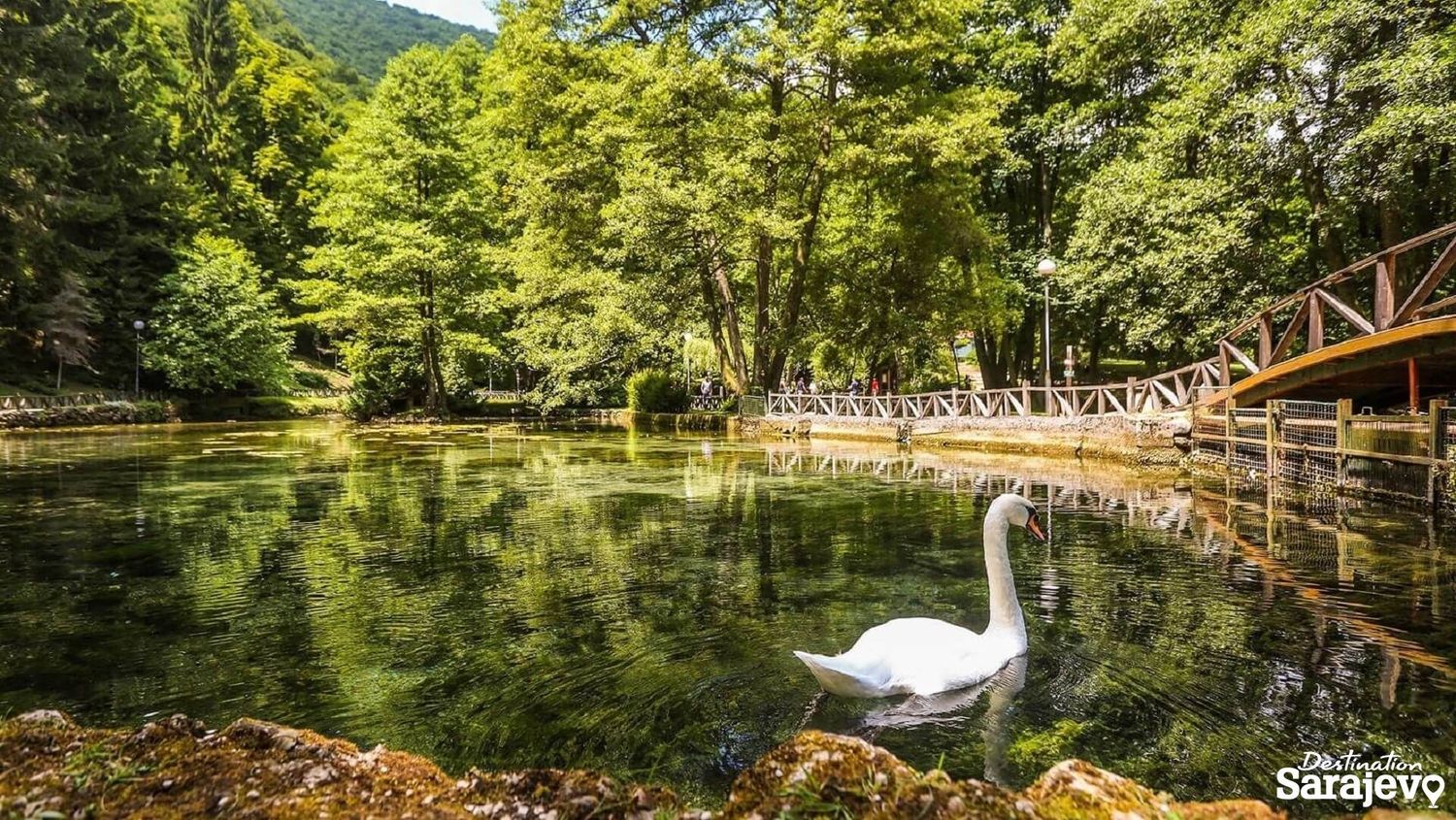 White swan glides across tranquil pond with wooden boardwalk surrounding forested shore.
