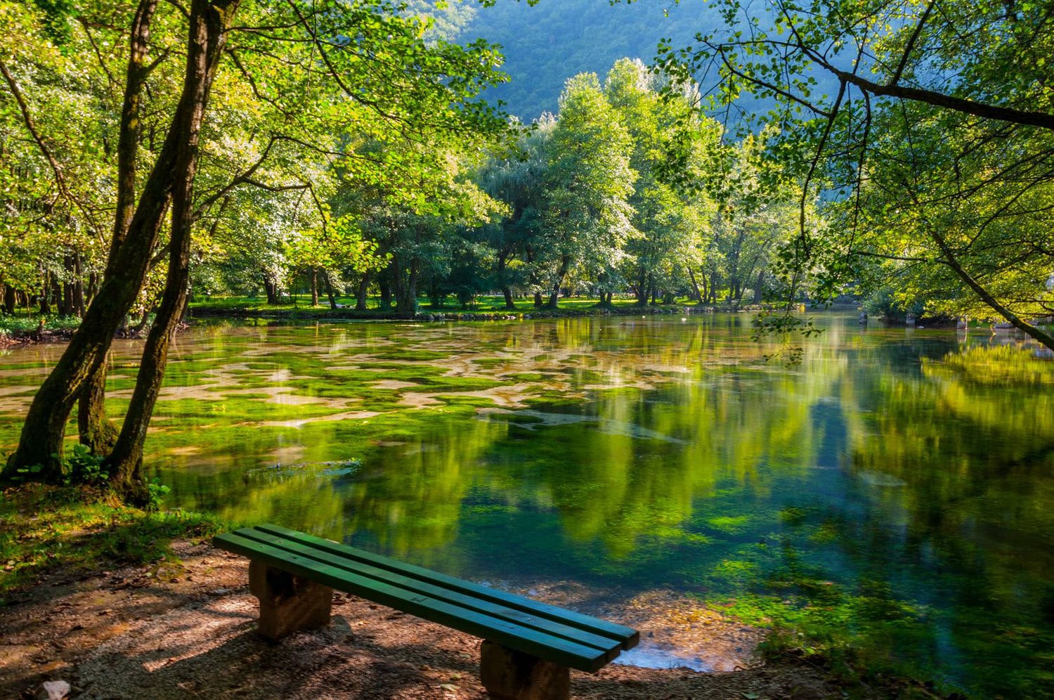 Serene forest lake with green reflections and empty wooden bench on shore.