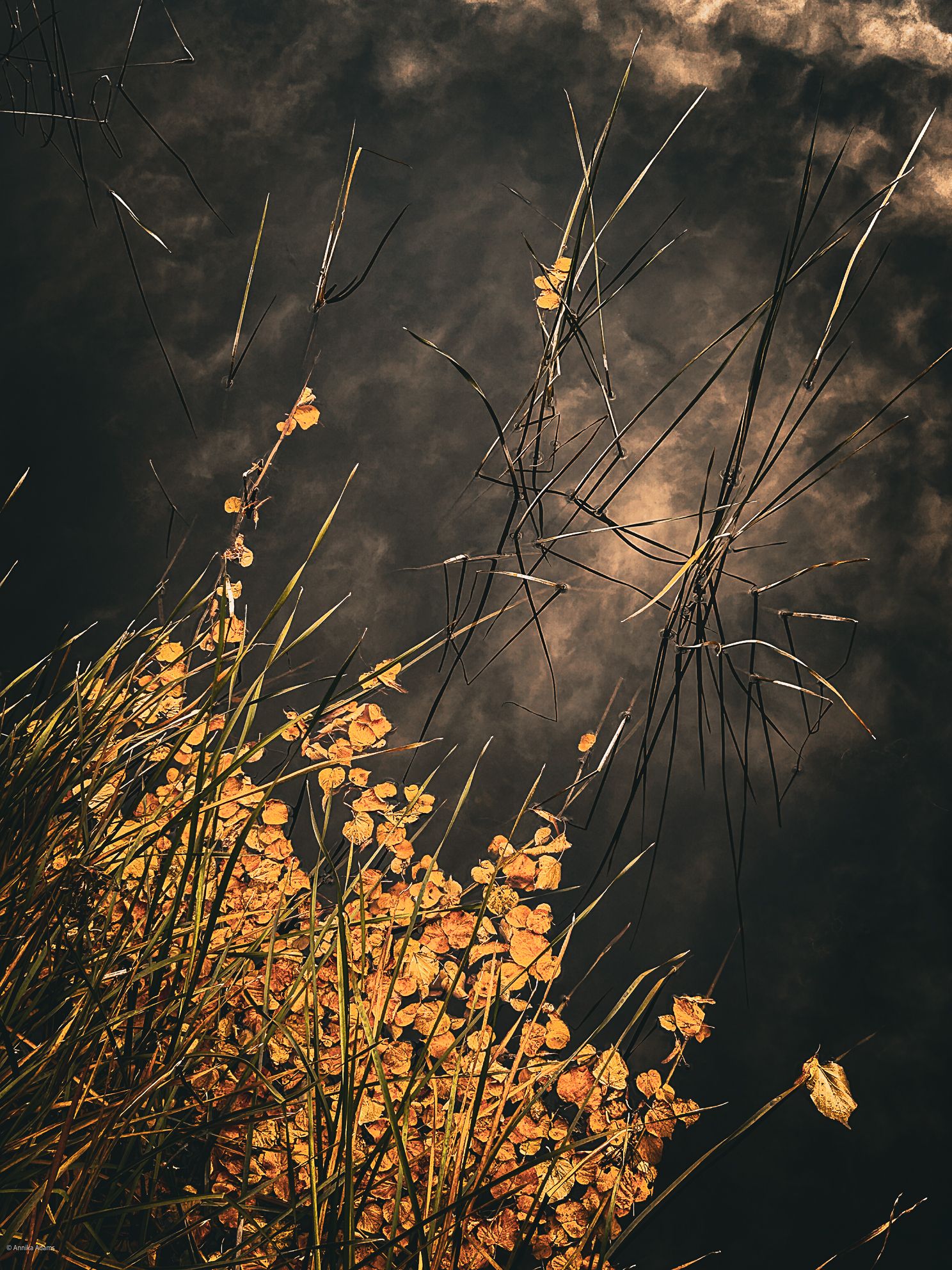 Reflektion