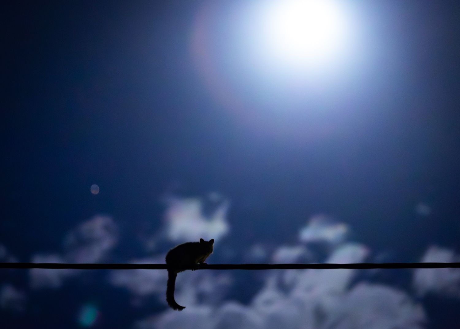 Dramatic nighttime portrait of a possum with bright moonlight shining through dark clouds.