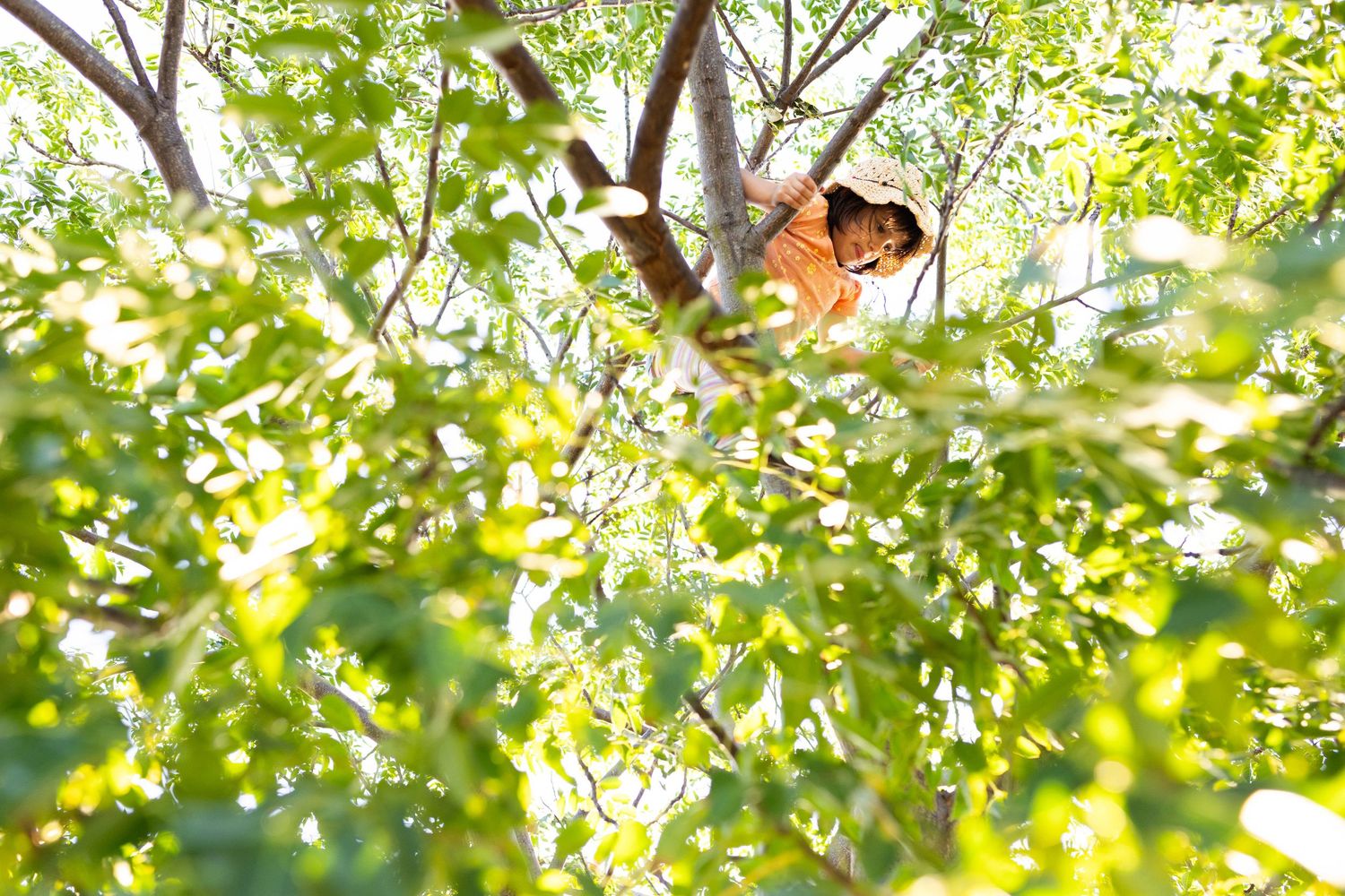 Sunlit green tree branches and leaves creating a natural canopy pattern with a child climbing up high.