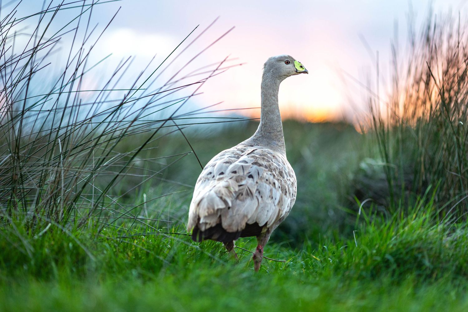 Wild Cape Barren Goose resting in green grass during sunset.