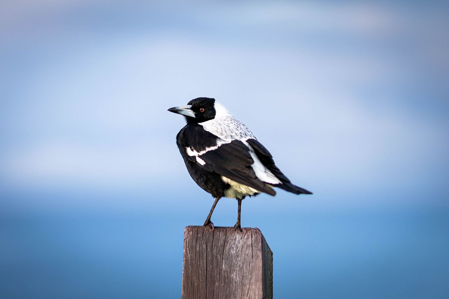 Black and white magpie perched on wooden post against a soft blue sky background.