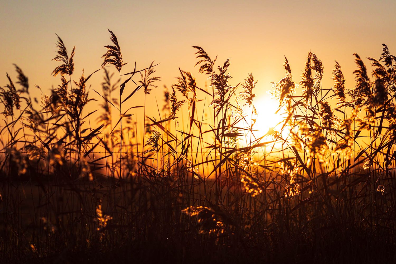 Panoramic sunset silhouette of tall grass reeds against golden sky.