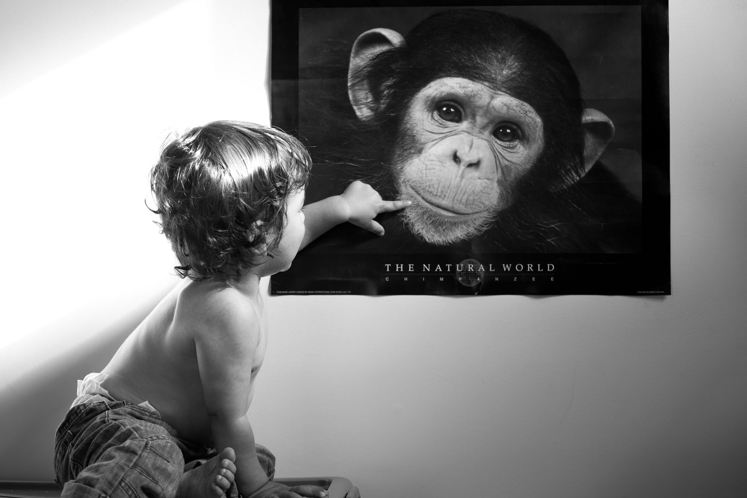 Black and white portrait of chimpanzee face in dramatic lighting with small child reaching out to touch its face.