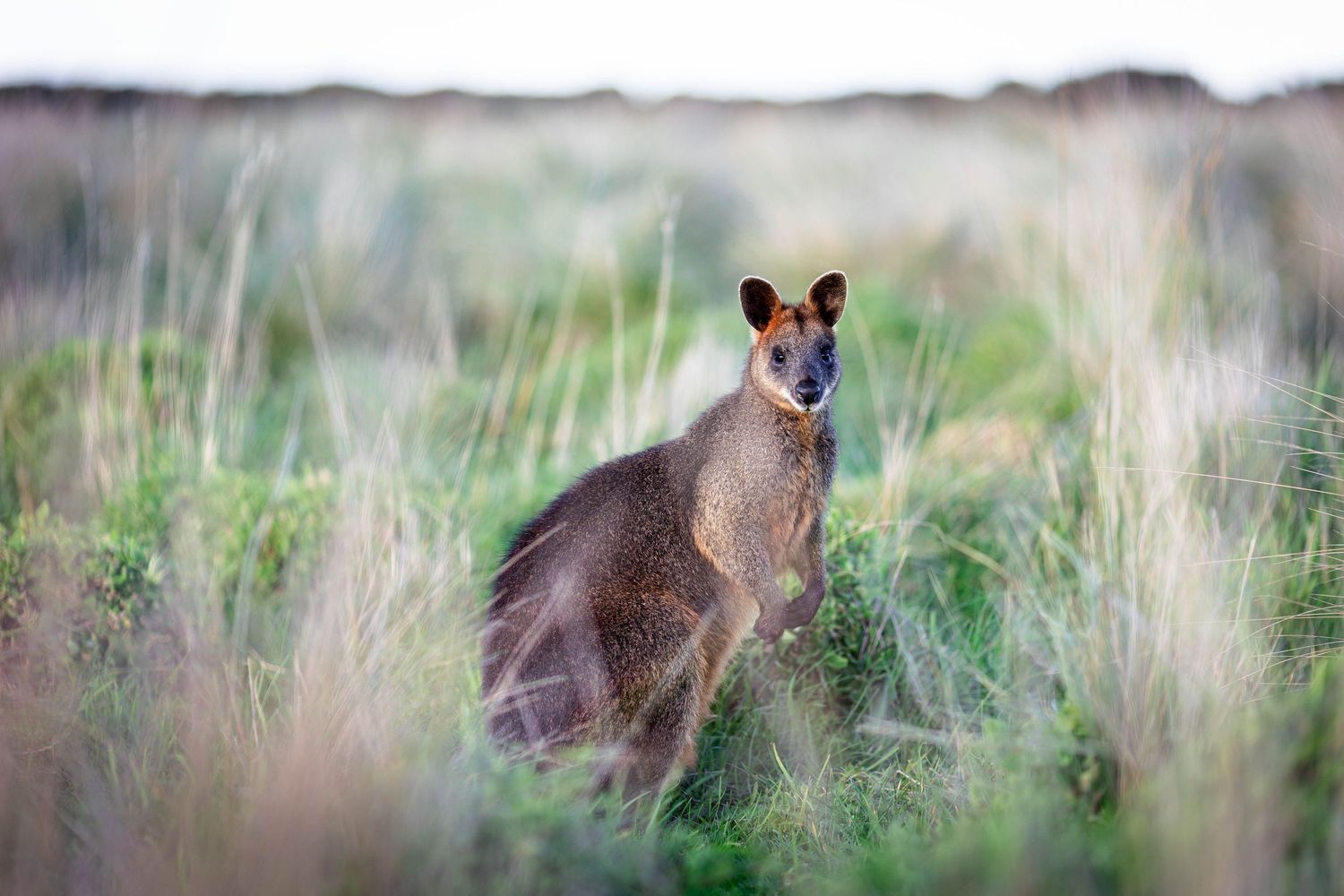 Wallaby sitting alert in tall grass during golden hour.