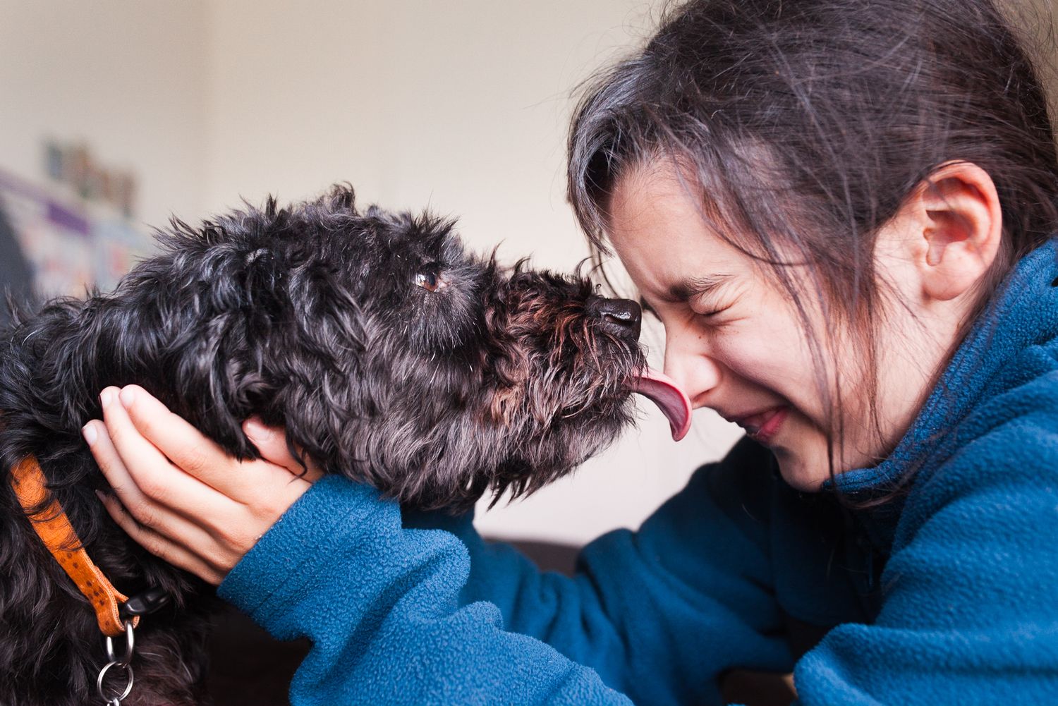 A black shaggy dog and person in a blue sweater share an affectionate nose-to-nose moment.
