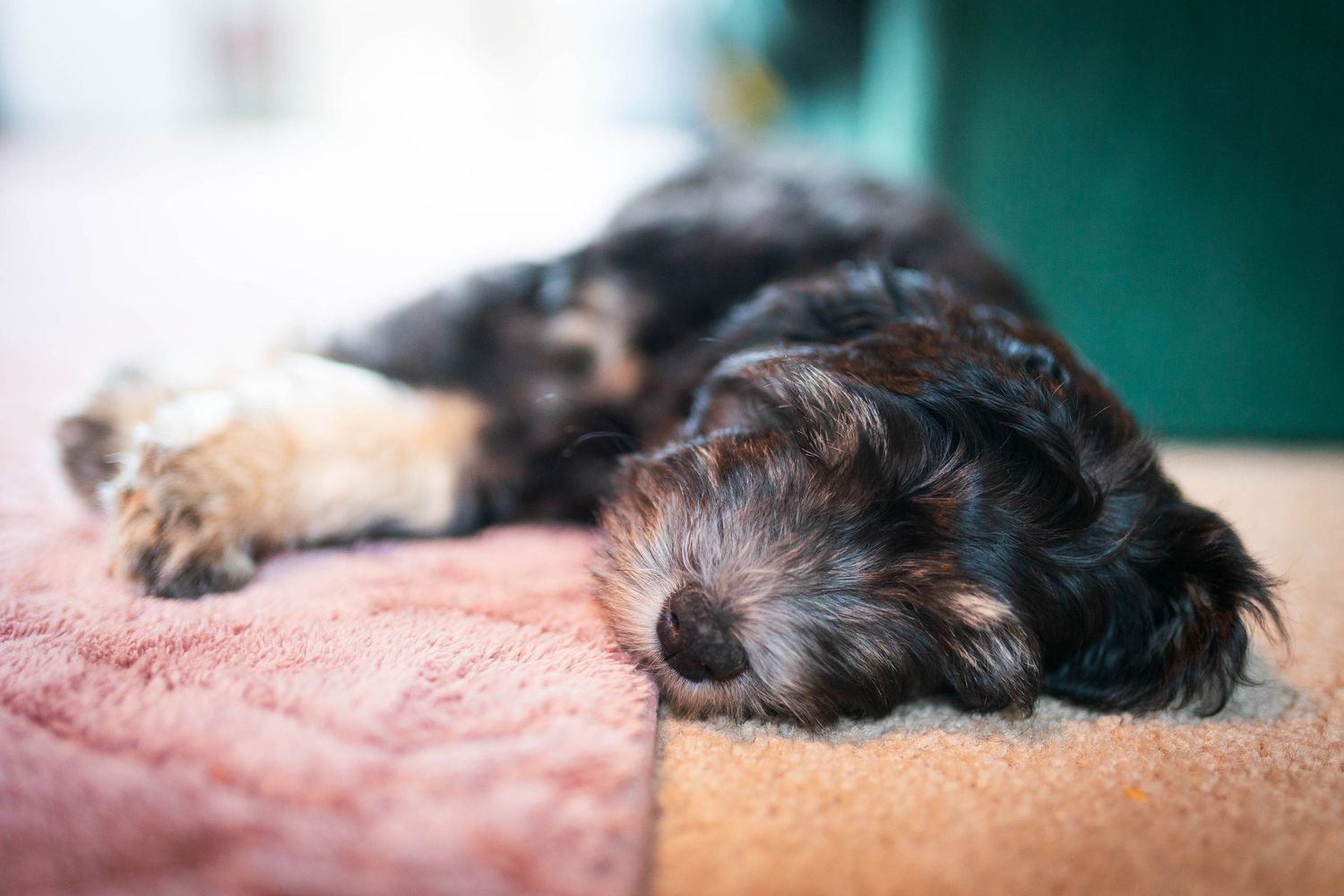 Sleeping dog lying peacefully on a soft surface with blurred background.