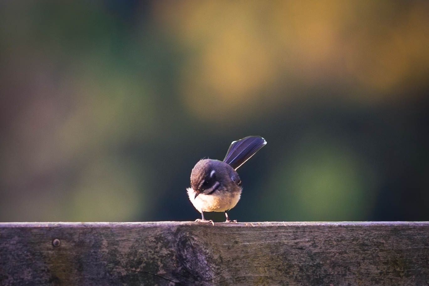 Small brown and white bird perched on a wooden fence rail against a blurred natural background.