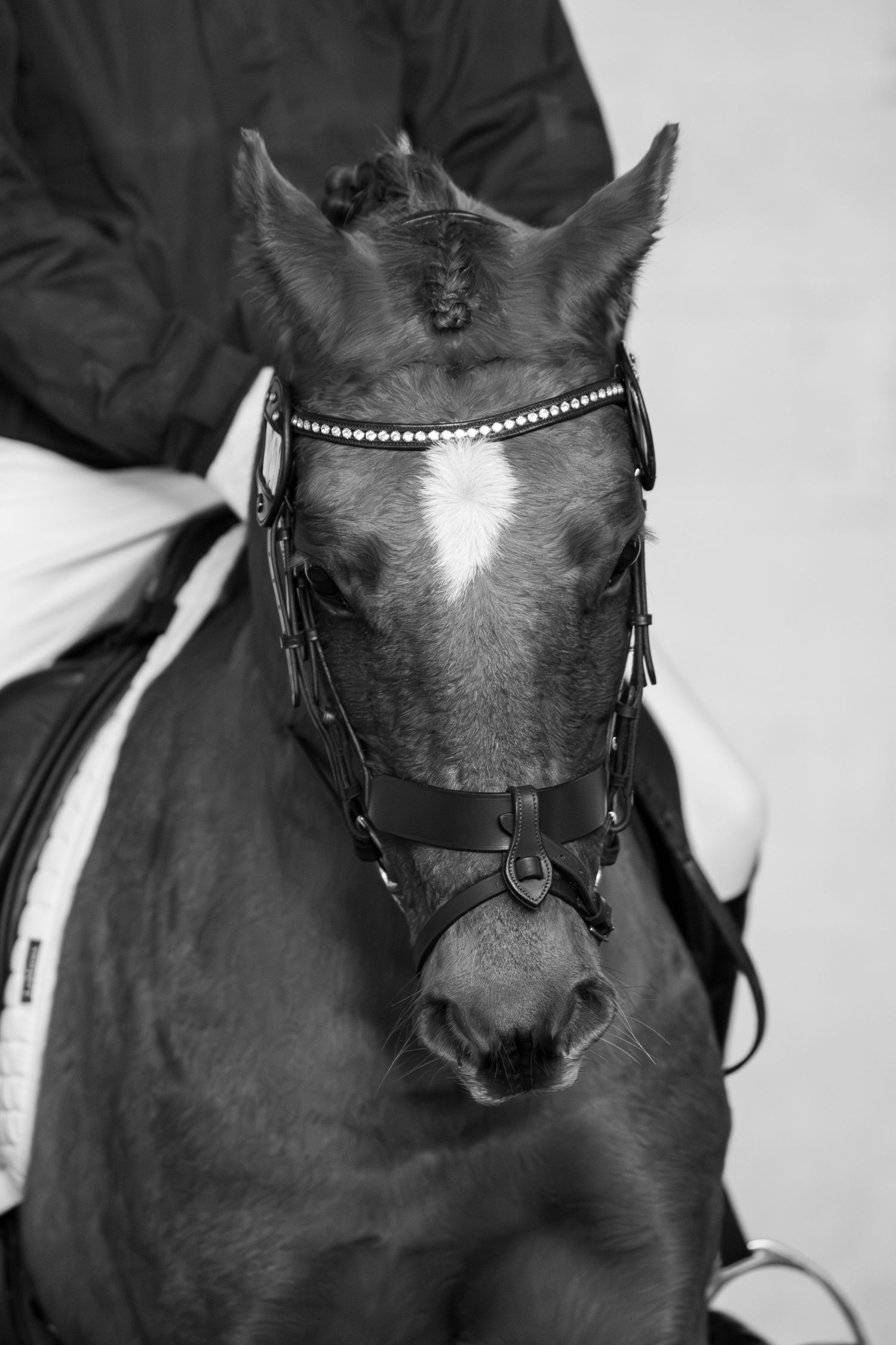 norfolk equine photography