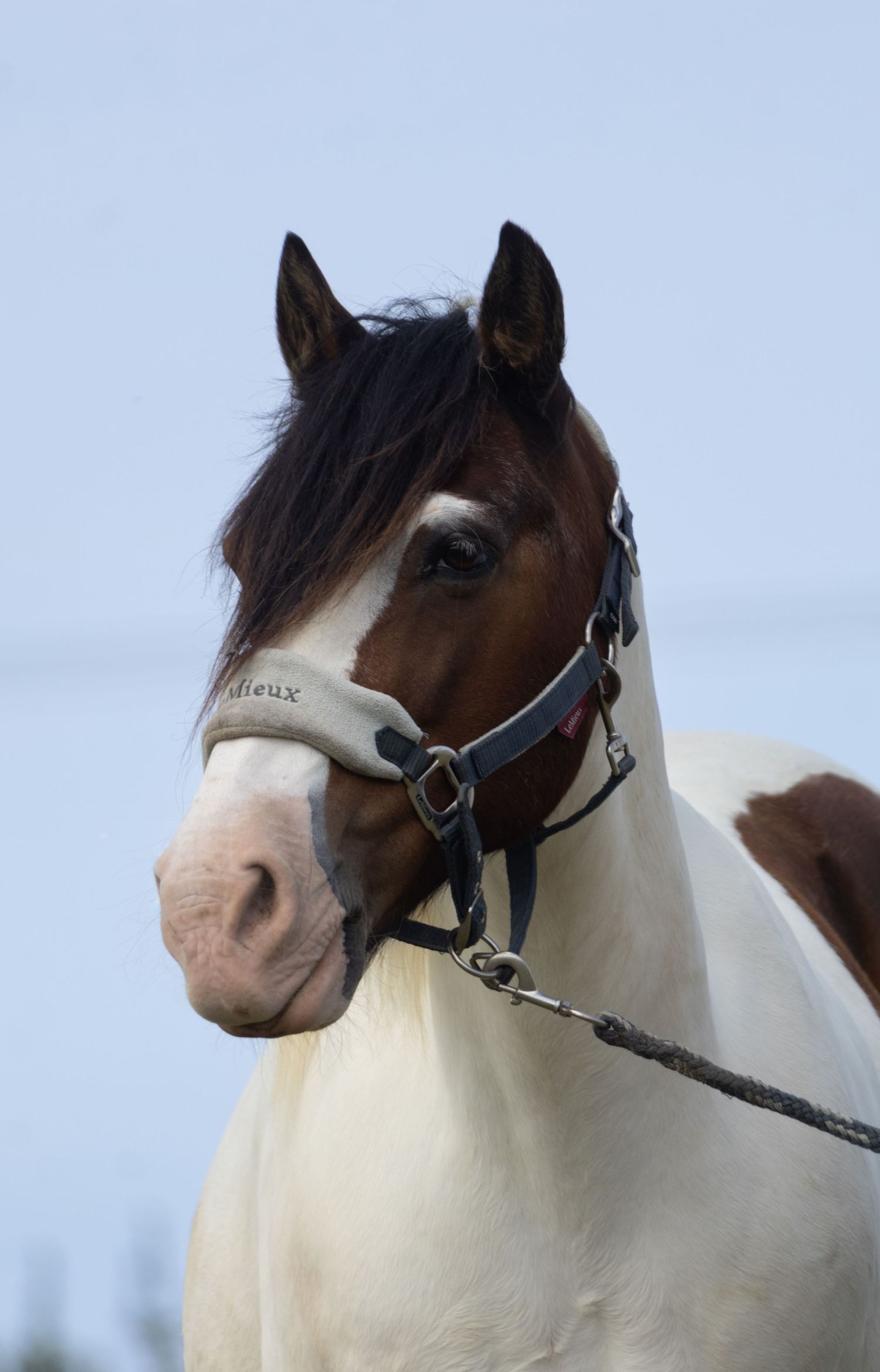 Equine photography dressage norfolk