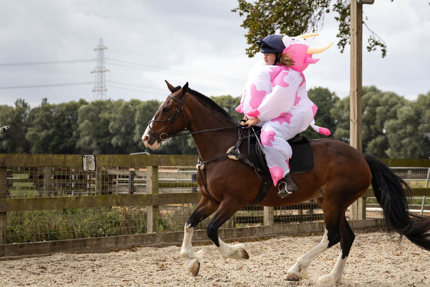 Equine photography fun