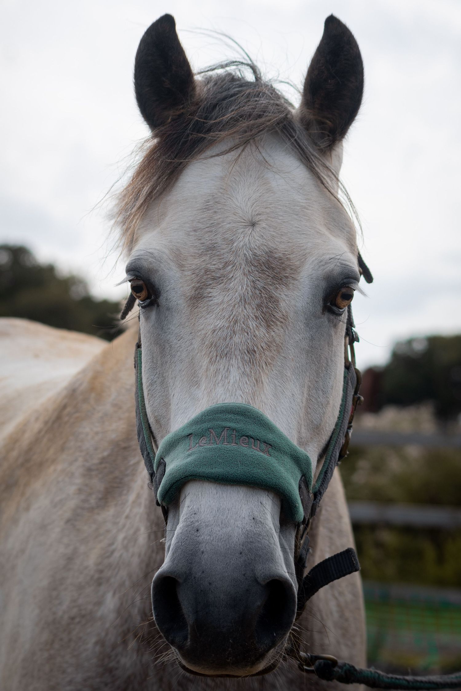 Equine photography portrait