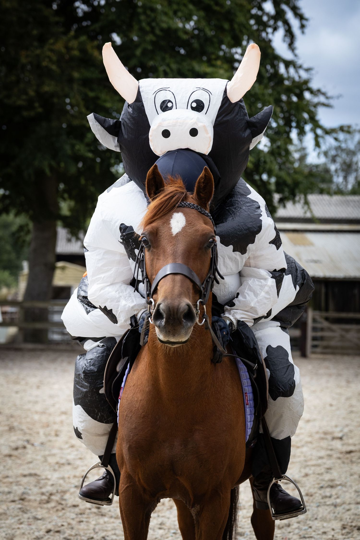 Cow photoshoot equine norfolk ruturnbullphotography