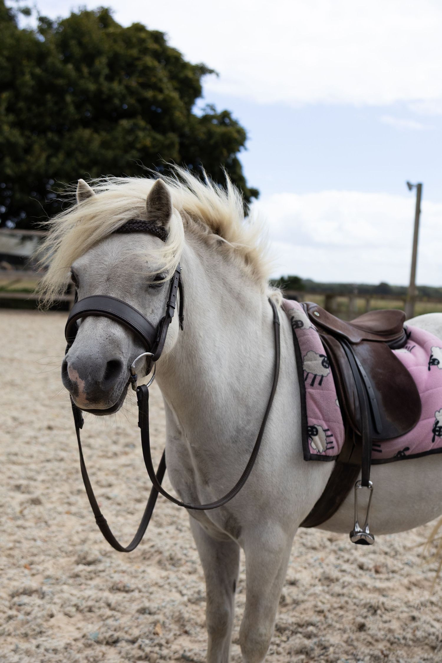 Equine photography dressage