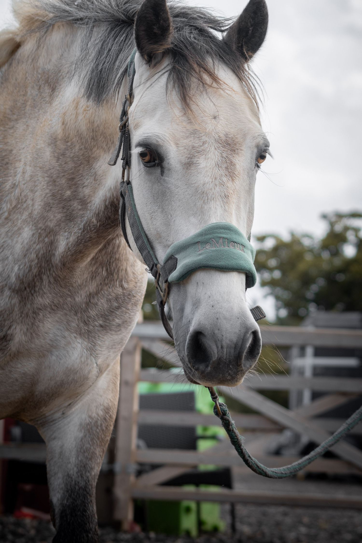 Equine photography portrait