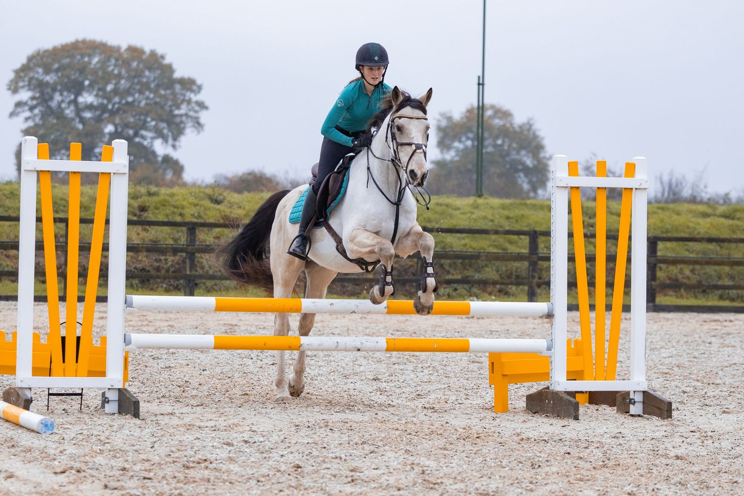 Equine photography action shot