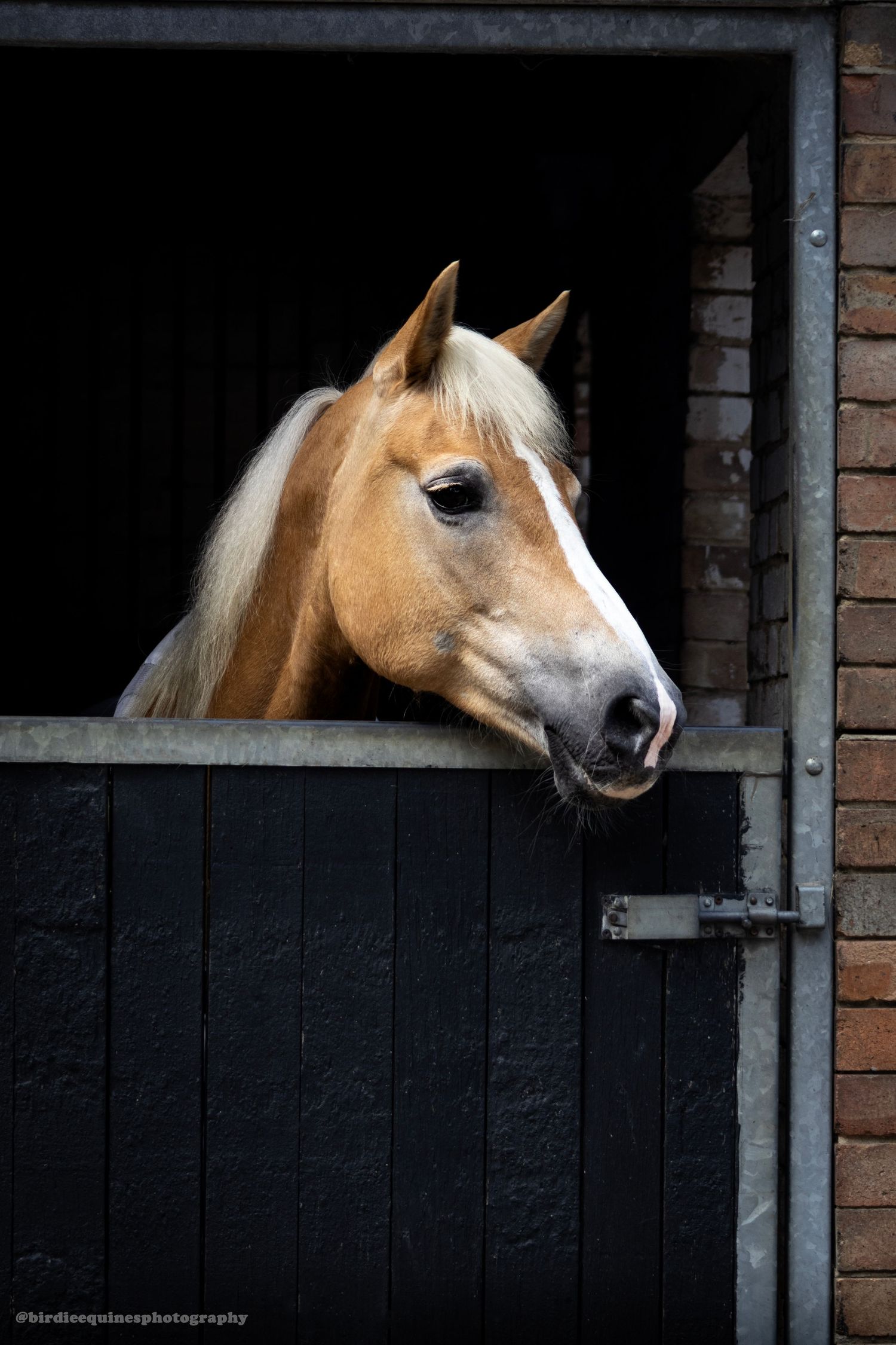 Equine photography dressage norfolk