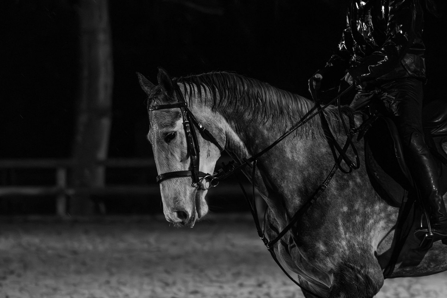 norfolk equine photography