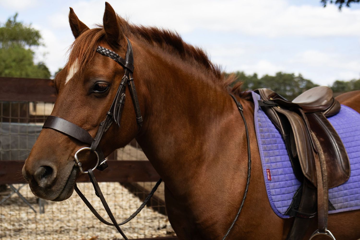 equine photography norfolk ruturnbullphotography