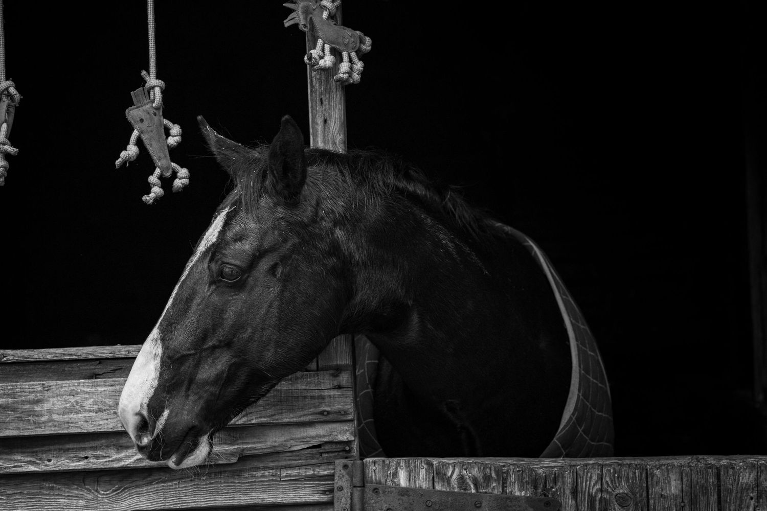 Equine photography fine art