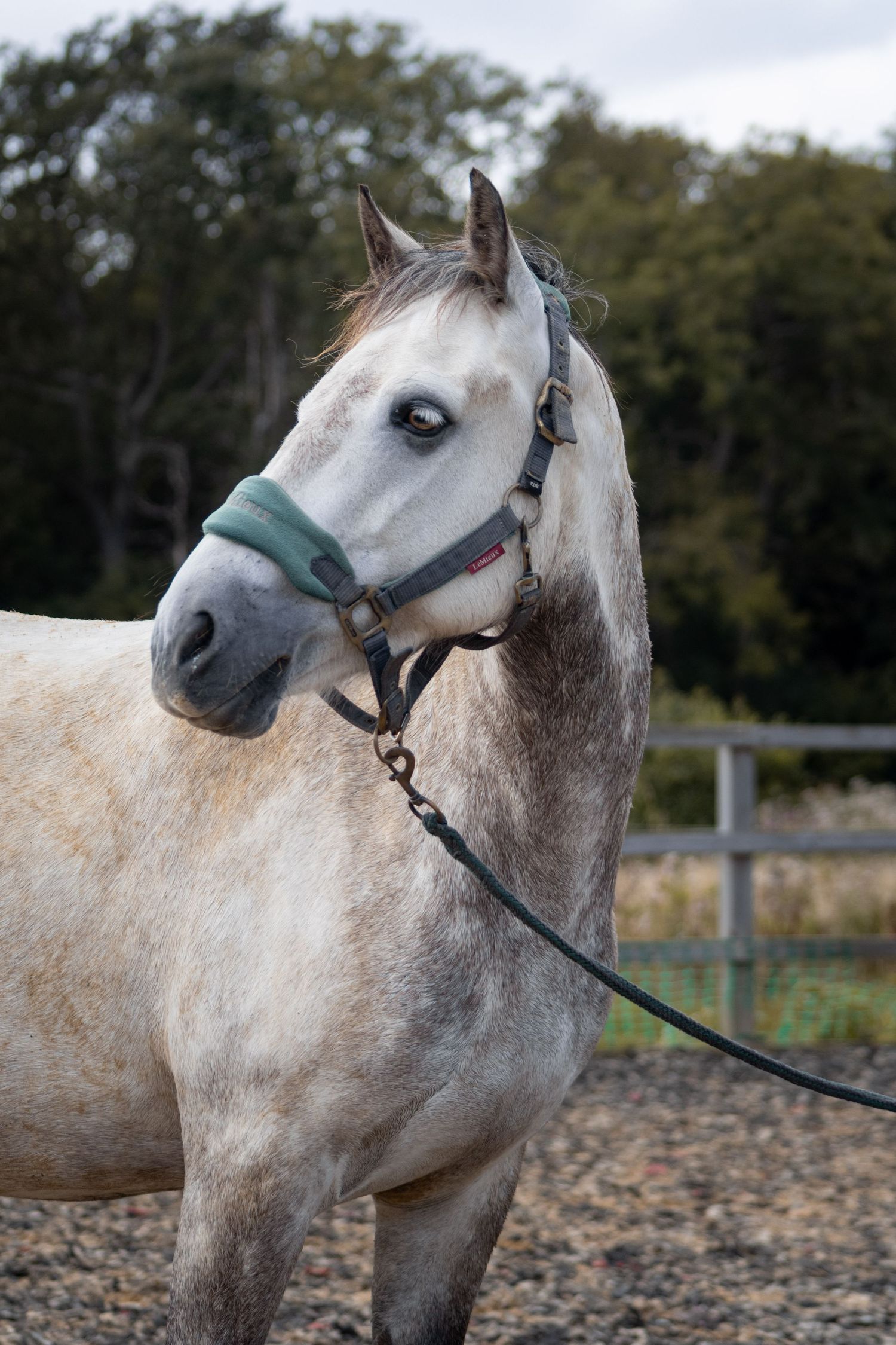 Equine photography portrait