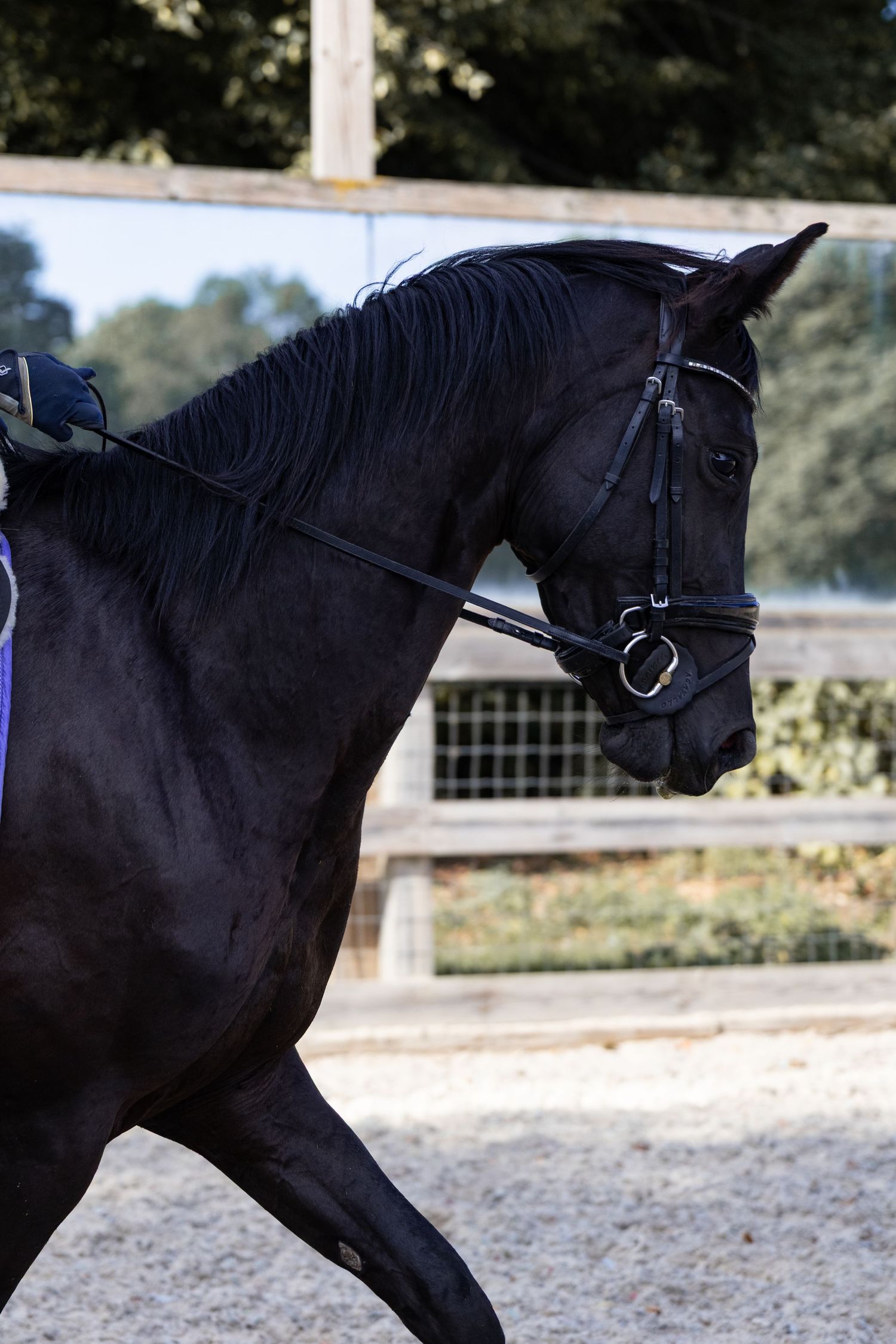 Equine photography dressage norfolk