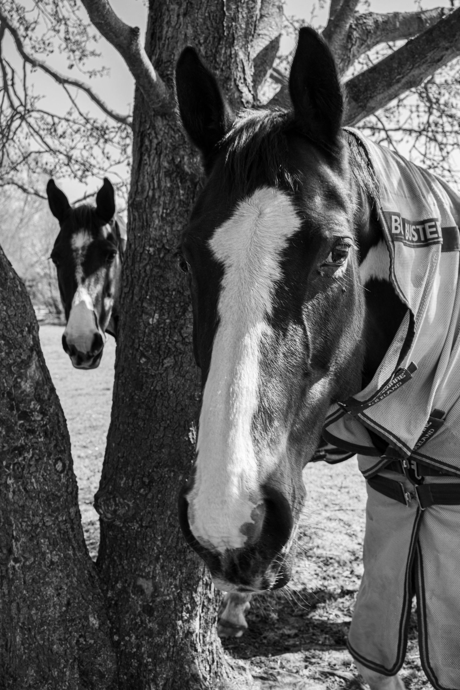 Equine photography fine art
