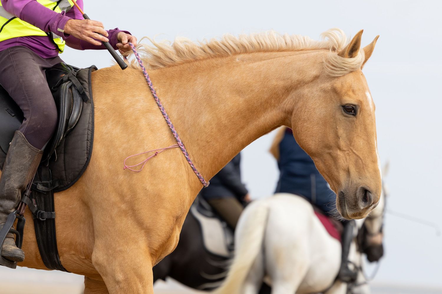 Equine photography norfolk beach riding