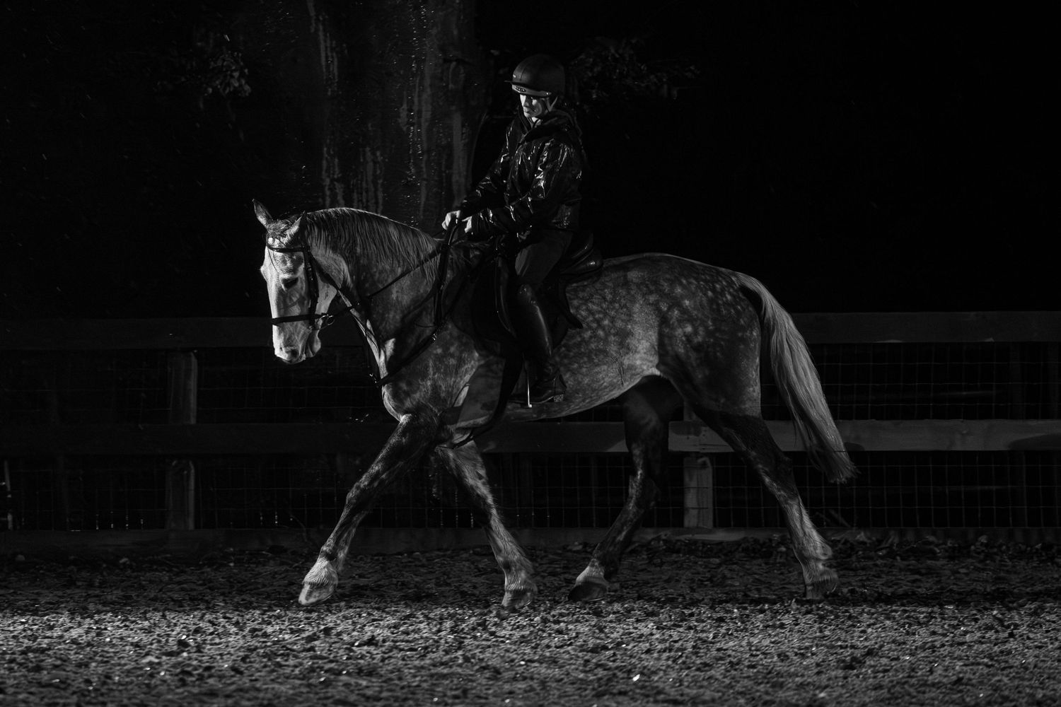 norfolk equine photography