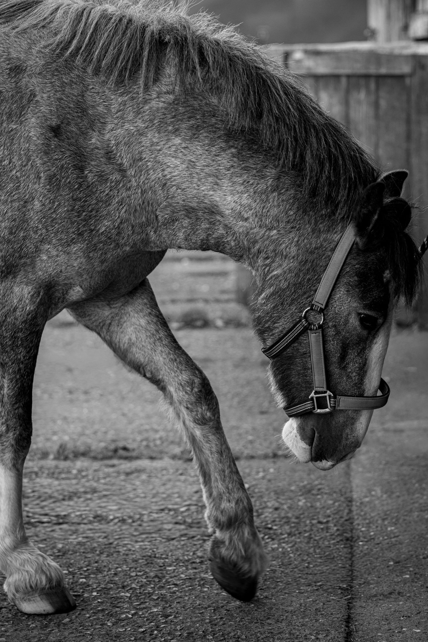 Equine photography dressage norfolk