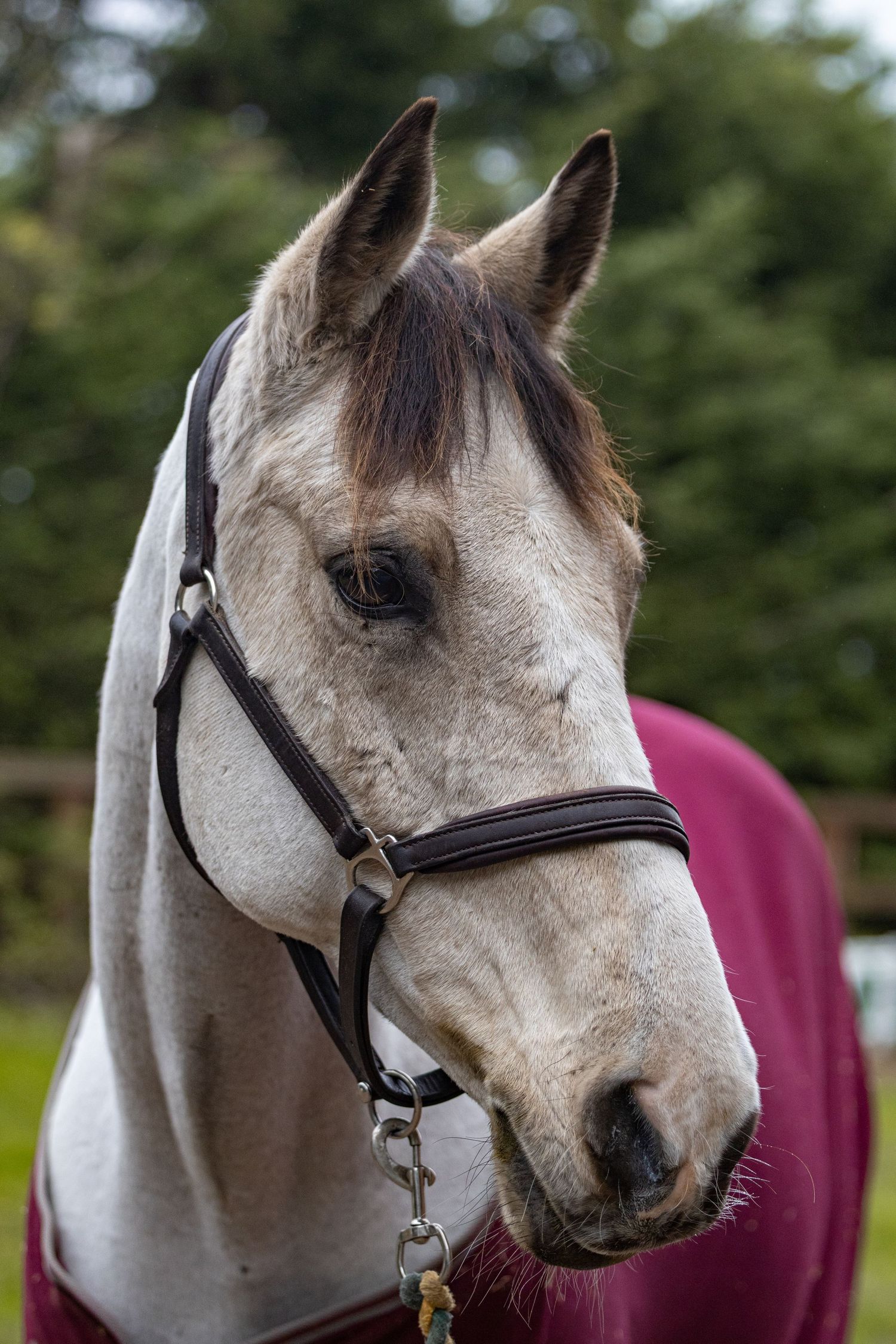equine portrait ruturnbullphotography