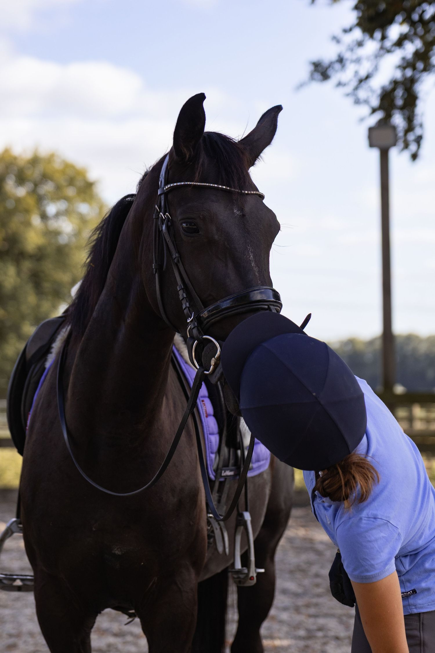 Equine photography portrait