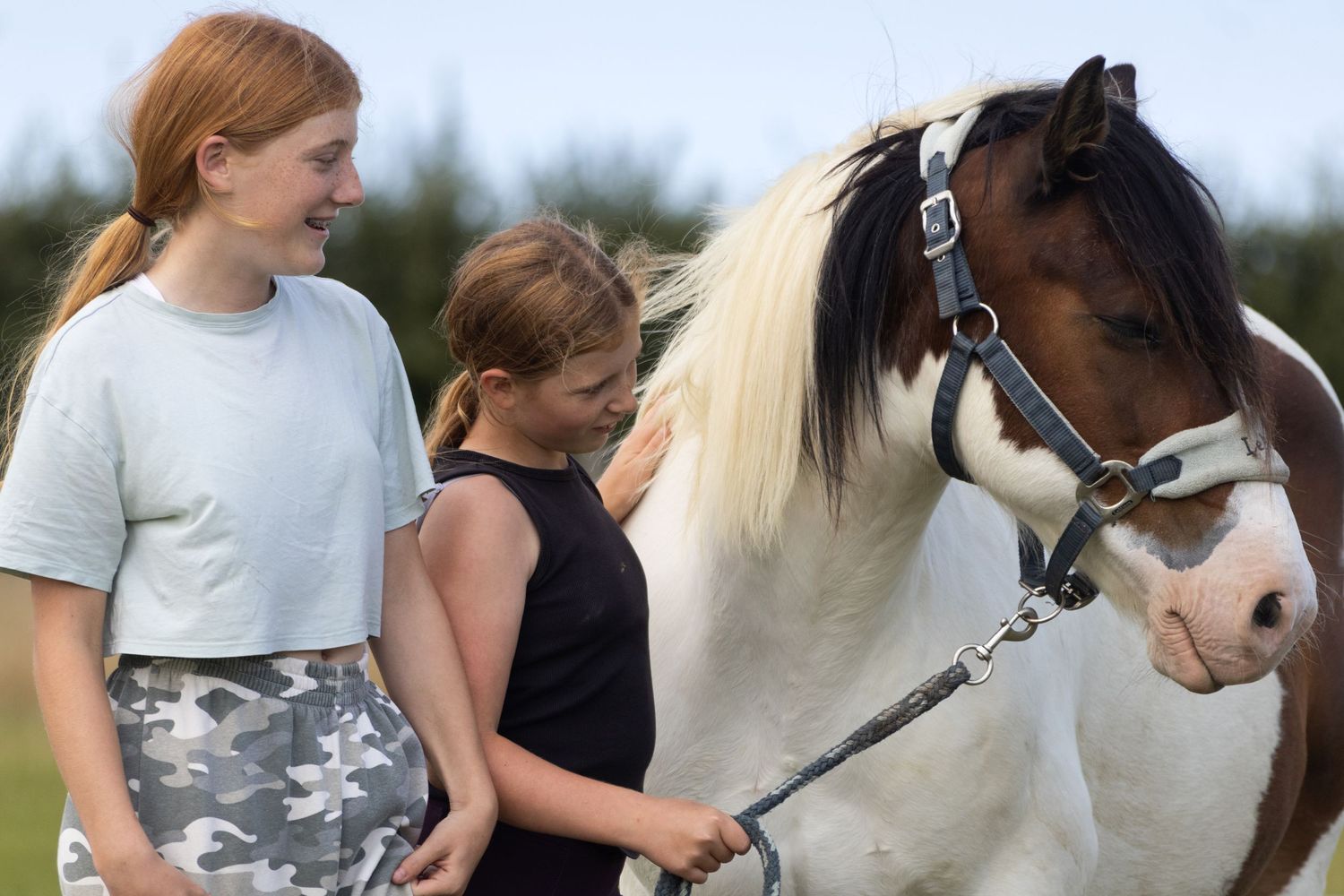 Equine photography portrait