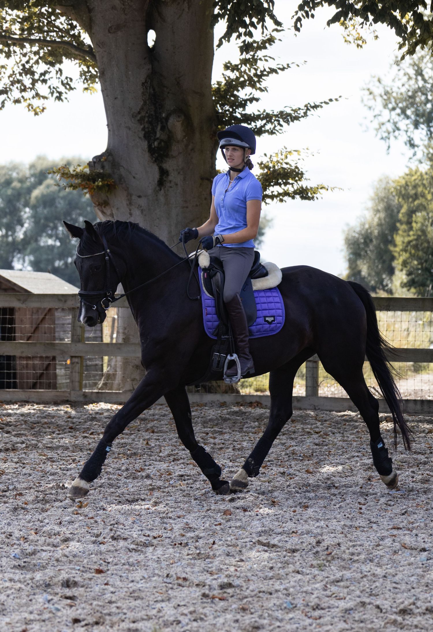 Equine photography dressage norfolk