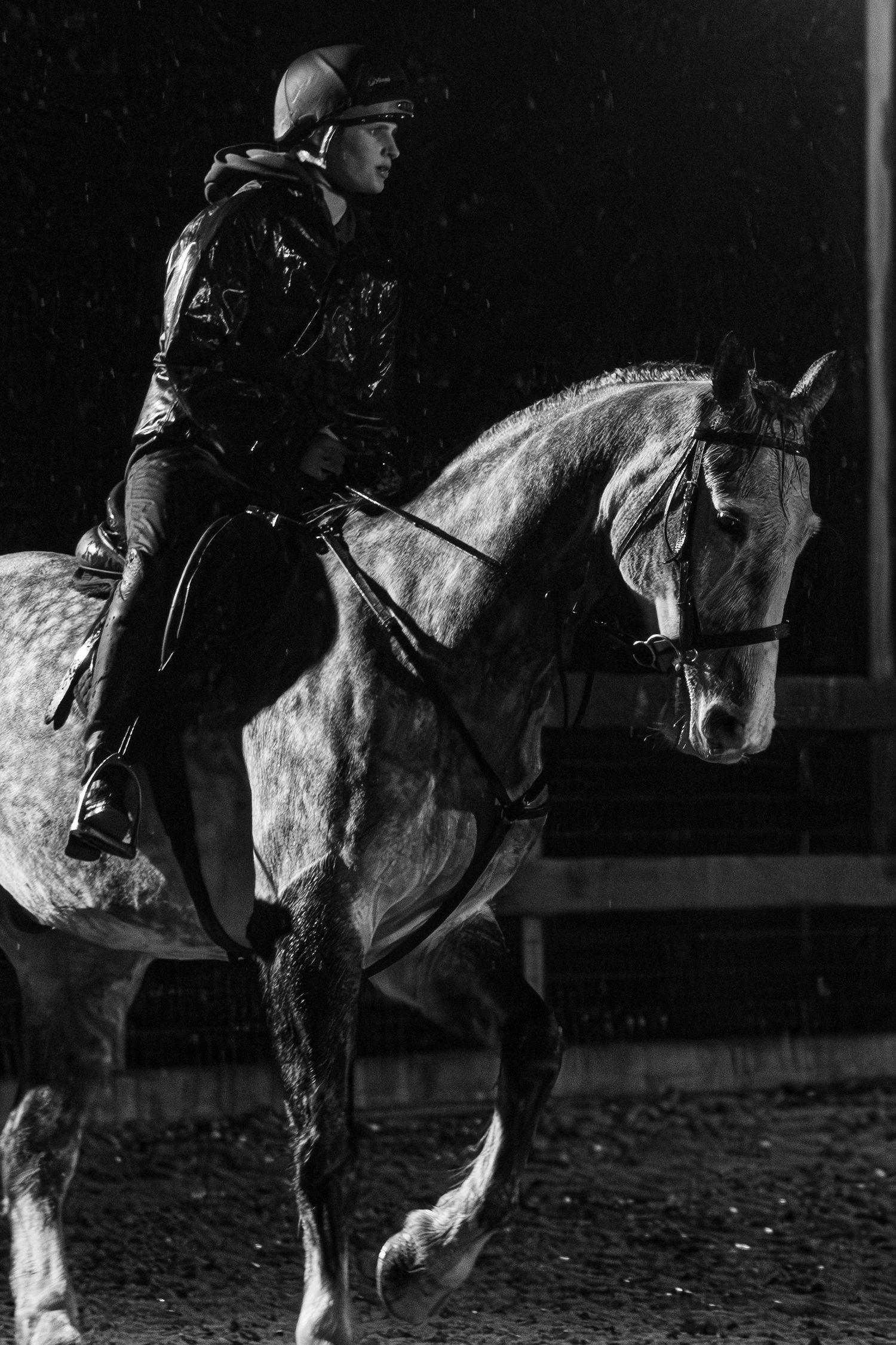 norfolk equine photography