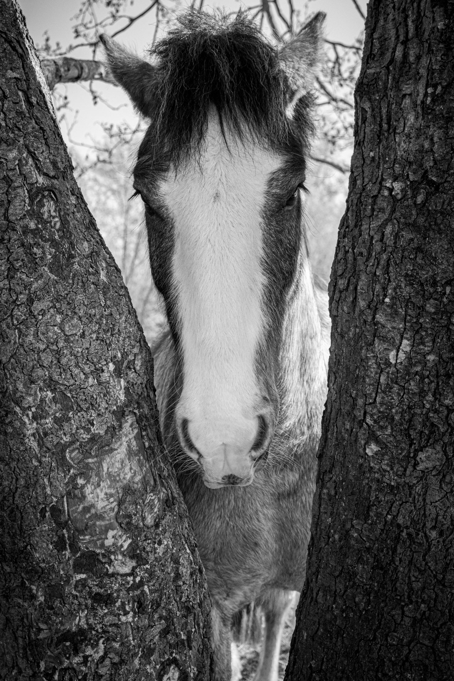Equine photography norfolk beach riding
