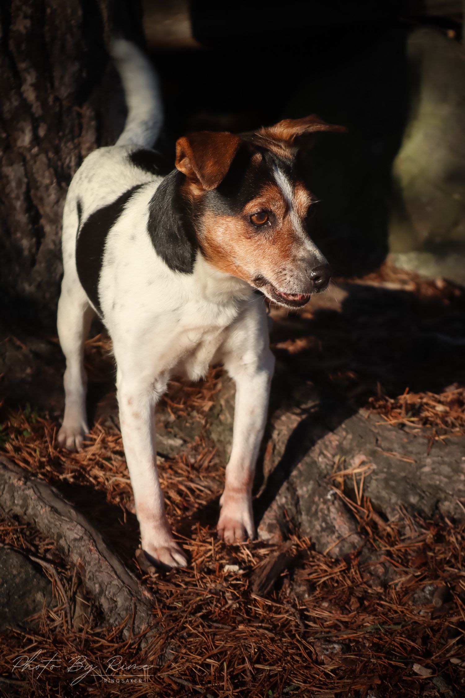Tricolor Jack Russell Terrier stående ved store trerøtter i skogen.